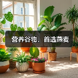 营养谷物,首选燕麦(图4) 营养谷物,首选燕麦(图4)