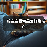 胎宝宝最初是怎样形成的(图3) 胎宝宝最初是怎样形成的(图3)