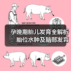 孕晚期胎儿发育全解析:胎位水肿及脑部发育关键点(图2) 孕晚期胎儿发育全解析:胎位水肿及脑部发育关键点(图2)