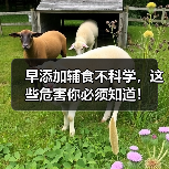早添加辅食不科学,这些危害你必须知道!(图2) 早添加辅食不科学,这些危害你必须知道!(图2)