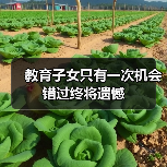 教育子女只有一次机会 错过终将遗憾(图3) 教育子女只有一次机会 错过终将遗憾(图3)