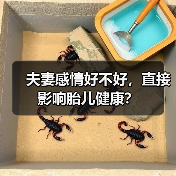 夫妻感情好不好,直接影响胎儿健康?(图2) 夫妻感情好不好,直接影响胎儿健康?(图2)