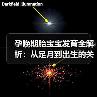 孕晚期胎宝宝发育全解析:从足月到出生的关键变化(图2) 孕晚期胎宝宝发育全解析:从足月到出生的关键变化(图2)